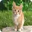 Funny CatRing Ringtones