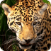 稀树草原 - Zoo : Savanna Animals