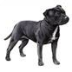 staffie壁紙