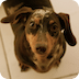 PetSocial Network