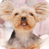 名犬-甜蜜爱神