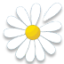 Daisy Fortune