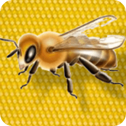 Beginner Beekeeping