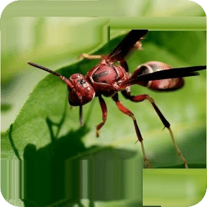 Insects and Mammals