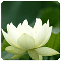荷花动态壁纸