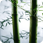 竹子动态壁纸