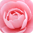 常州花木