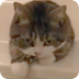 小猫玩玩具系列1