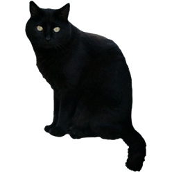 Black Cat Sticker