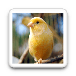 Canary Bird Sound Tone