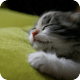 沉睡的小猫壁纸