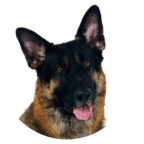 德国牧羊犬动态壁纸