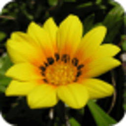 花卉-拼图盒子
