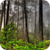 Forest - PuzzleBox