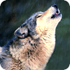 Wolf wallpaper