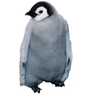 Emperor Penguin Sticker