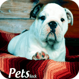 Cute Puppy ILocker