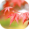枫情壁纸