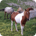 Wild Horses