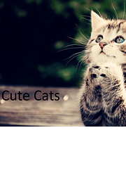 Cute Tom Cats