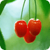 Cherry2 Wallpaper