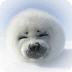 search My Pet