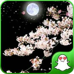 动态壁纸_月夜樱花主题