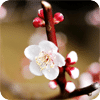 美丽的花朵壁纸3