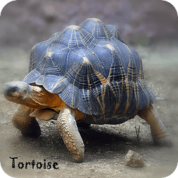 Ninja Tortoise Wallpaper LWP