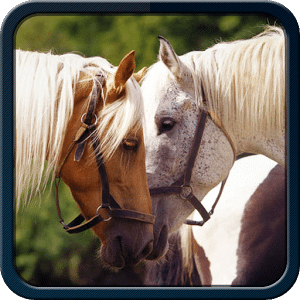 Horses photo