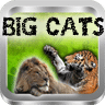 Big Cats Sounds