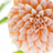 百花绽放1