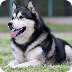 雪橇犬动态壁纸 Alaskan Malamute HD Live Wallp