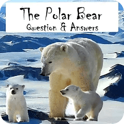 Polar Bear Questions &amp; A...