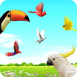 Sky Birds Live Wallpaper Free