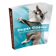 Sugar Glider Care