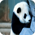 国宝熊猫-静态壁纸