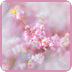 粉色花开-91桌面主题美化