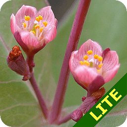 Minnesota Wildflowers Li...