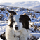 Border Collie Dog Puzzles