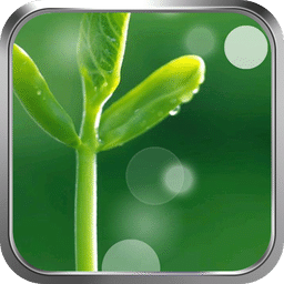 绿芽-绿豆动态壁纸