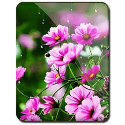 Spring Flowers 3d Live W...