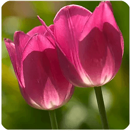 Pink Tulips