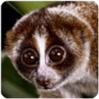 Sunda slow loris Sounds