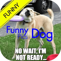 Funny Dog Pics