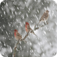 Birds In Snow Live Wallpaper