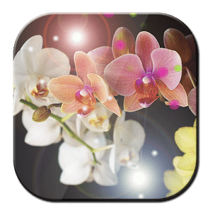 Free Wallpaper Orchid