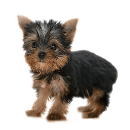 Yorkshire terrier Yorkies Dog