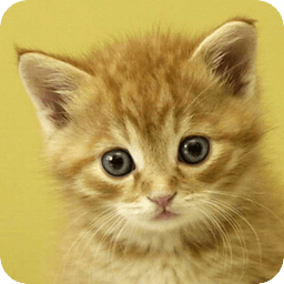 Kittens HD LWP Lite