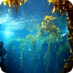 Under Water Scene HD